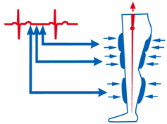 Diastol Fazında (Kalp Gevşeme)