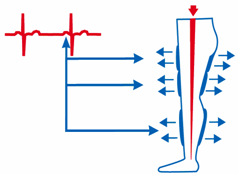 Sistol Fazında (Kalp Kasılması)